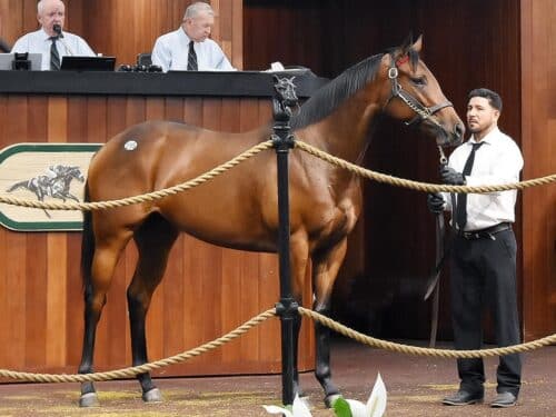 Bolt d'Oro's $460,000 filly, hip 295, at the 2024 OBS Spring 2yo sale - Judit Seipert