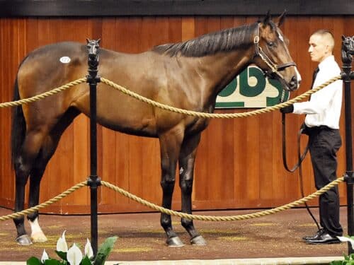 Omaha Beach's $390,000 filly, hip 127, at the 2024 OBS Spring 2yo sale - Judit Seipert