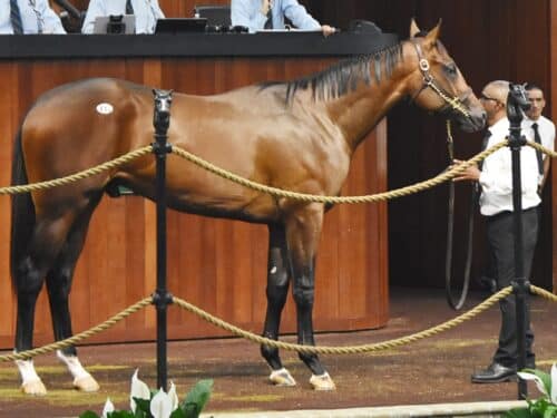 Vekoma's $800,000 colt, hip No. 411, in the ring at the 2024 OBS Spring 2yo sale - Judit Seipert