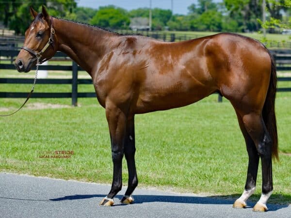 Vekoma's hip No. 411 at the 2024 OBS Spring 2yo sale - Thorostride photo