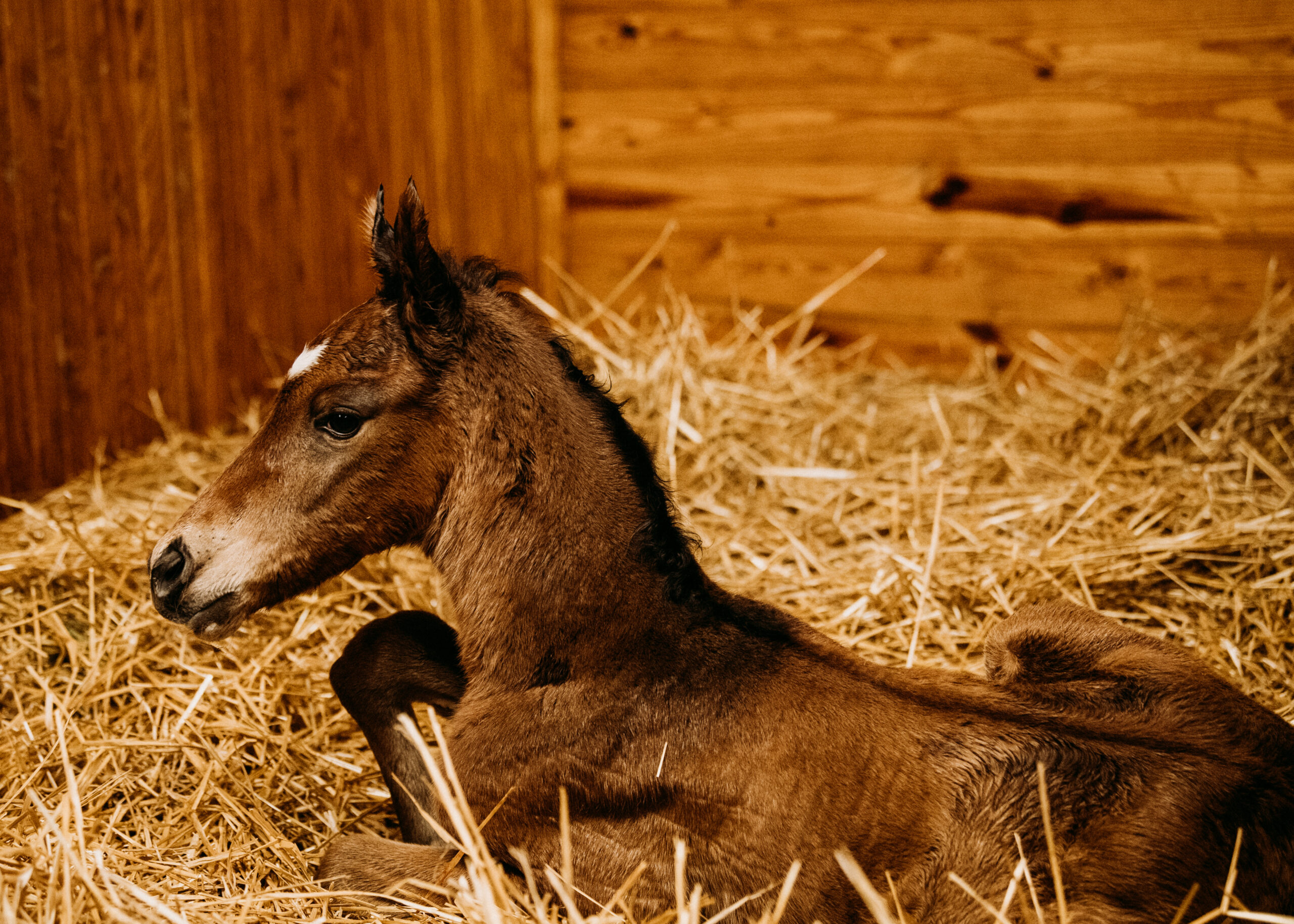 Beholder's third foal, a filly by War Front | Photo by Spendthrift Farm / Autry Graham