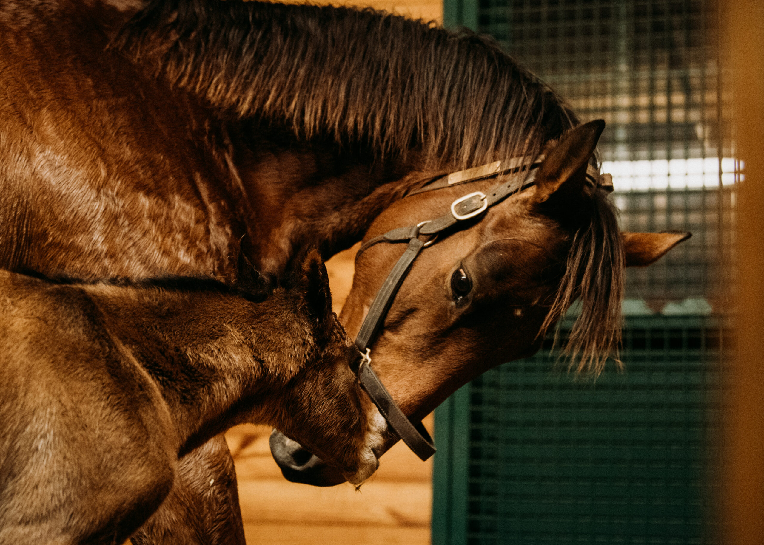 Beholder's third foal, a filly by War Front | Photo by Spendthrift Farm / Autry Graham