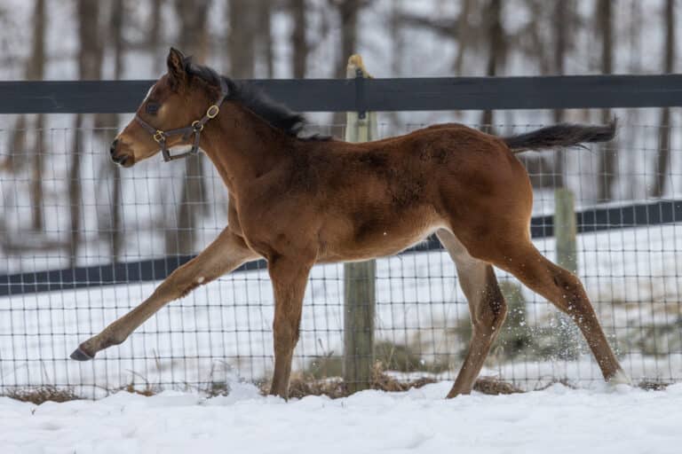 Filly o/o Banksamillion | Samantha Decker Photo