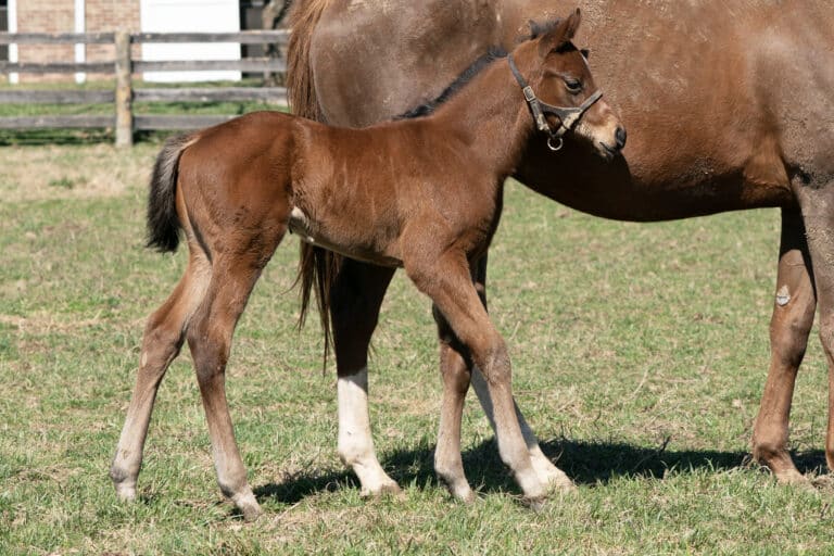 Filly o/o Curluck | Mathea Kelley Photo