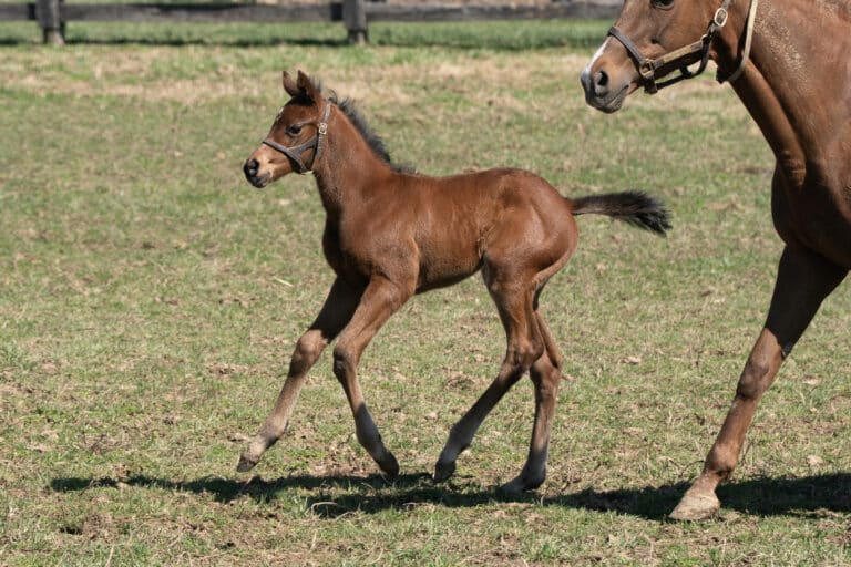 Filly o/o Curluck | Mathea Kelley Photo