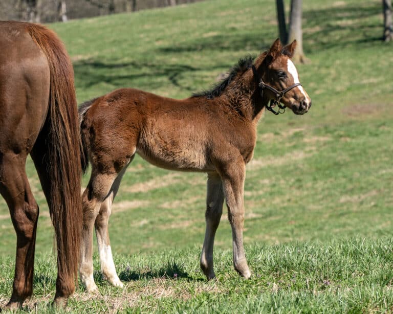 Filly o/o Great Look | Mathea Kelley Photo