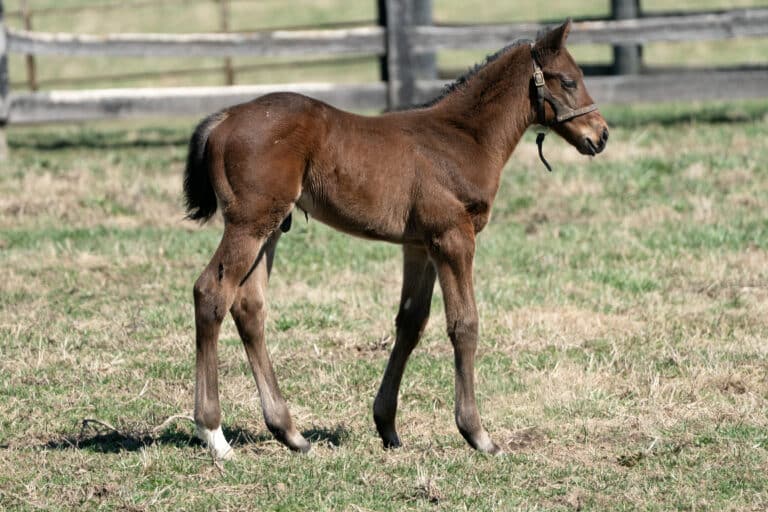 Colt o/o Osterville Public | Mathea Kelley Photo