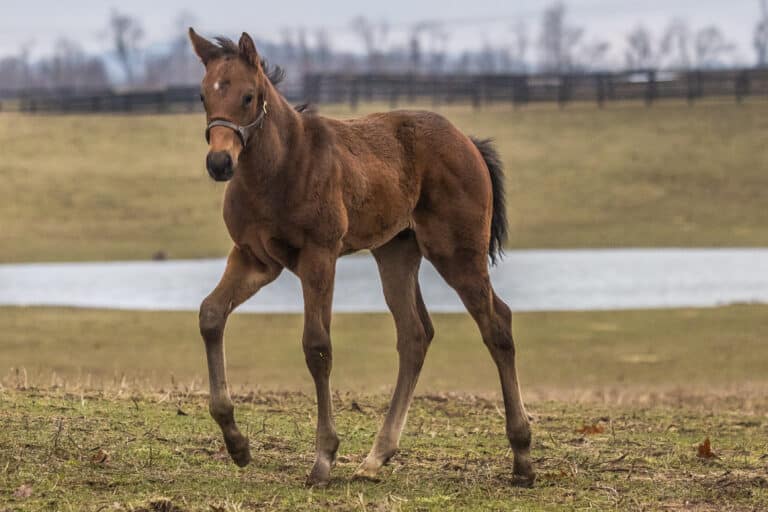 Colt o/o Miss Malibu Style | Samantha Decker Photo