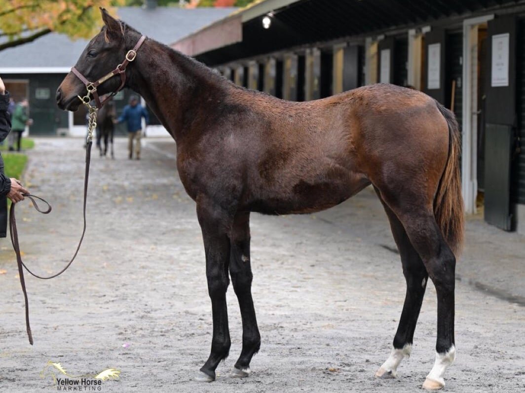 PRE Gelding 4 years 15,2 hh Smoky-Black in Windhagen