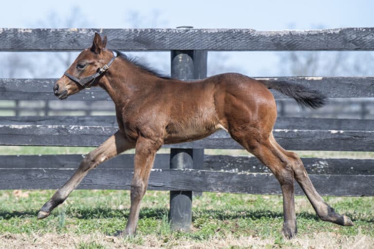 Colt o/o Fleet Dude | Kendall Wucker Photo