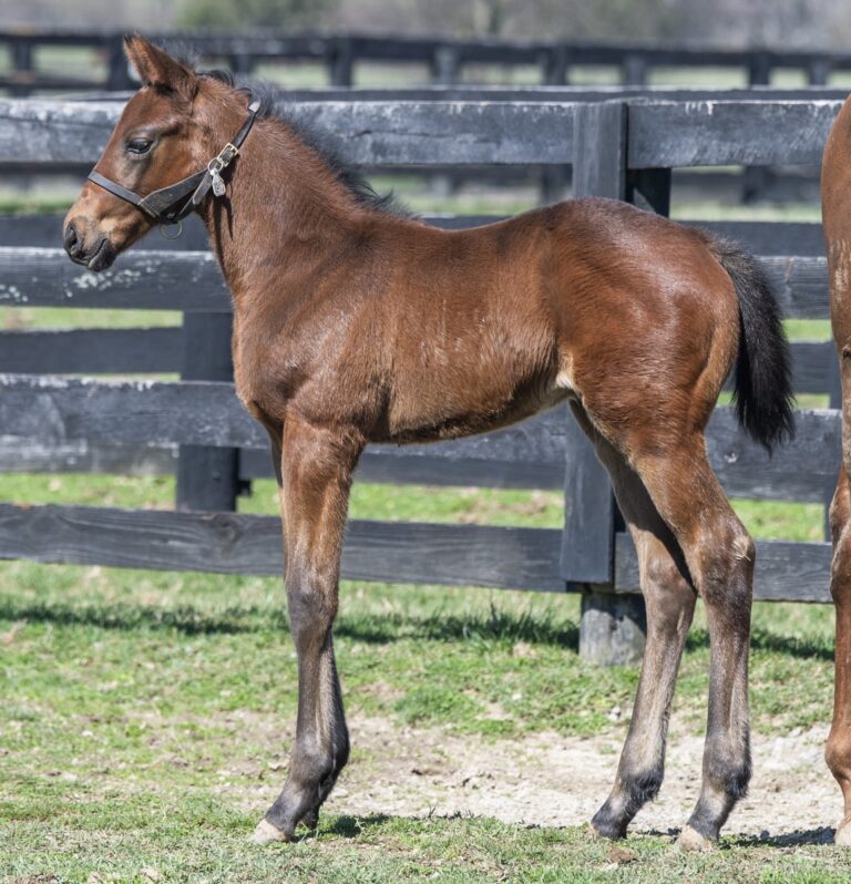 Colt o/o Fleet Dude | Kendall Wucker Photo