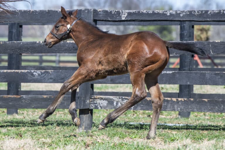 Colt o/o Fleet Dude | Kendall Wucker Photo