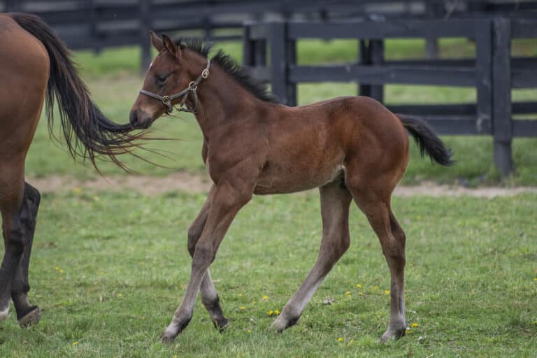 Colt o/o Jacquelyn d'Oro | Kendall Wucker Photo