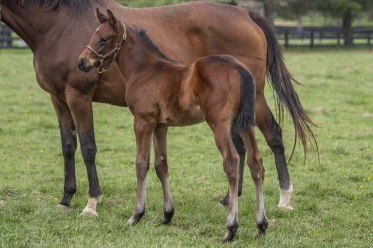 Colt o/o Jacquelyn d'Oro | Kendall Wucker Photo