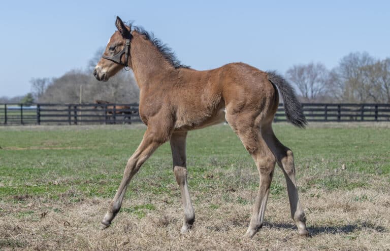 Filly o/o Andiama | Kendall Wucker Photo