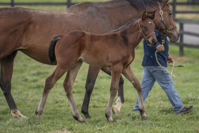 Colt o/o Jacquelyn d'Oro | Kendall Wucker Photo