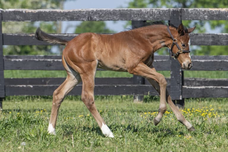 Filly o/o Rich Mommy | Kendall Wucker Photo