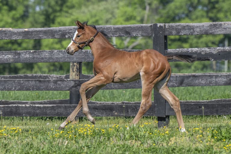 Filly o/o Rich Mommy | Kendall Wucker Photo