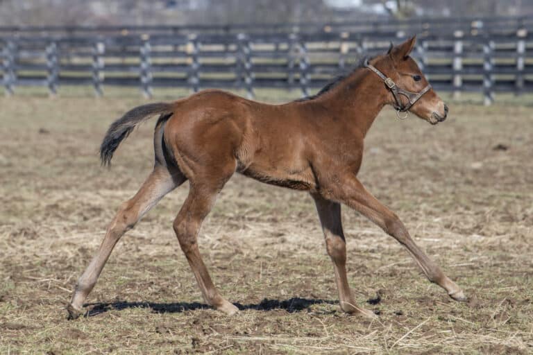 Filly o/o Disruption | Kendall Wucker Photo