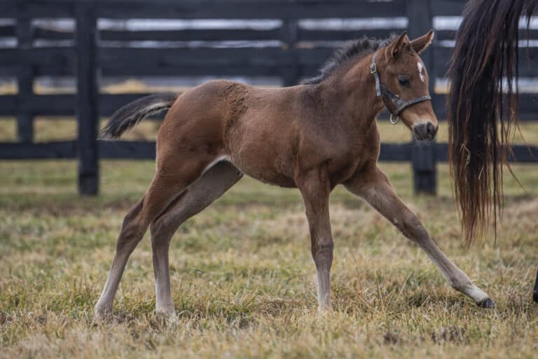 Filly o/o Testament at 27 days old | Kendall Wucker photo