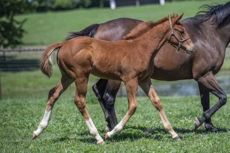 Colt o/o Runningonthetafuel | Kendall Wucker Photo
