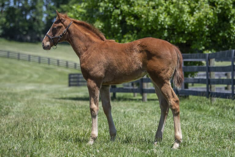 Filly o/o Feeling Bossy | Kendall Wucker Photo