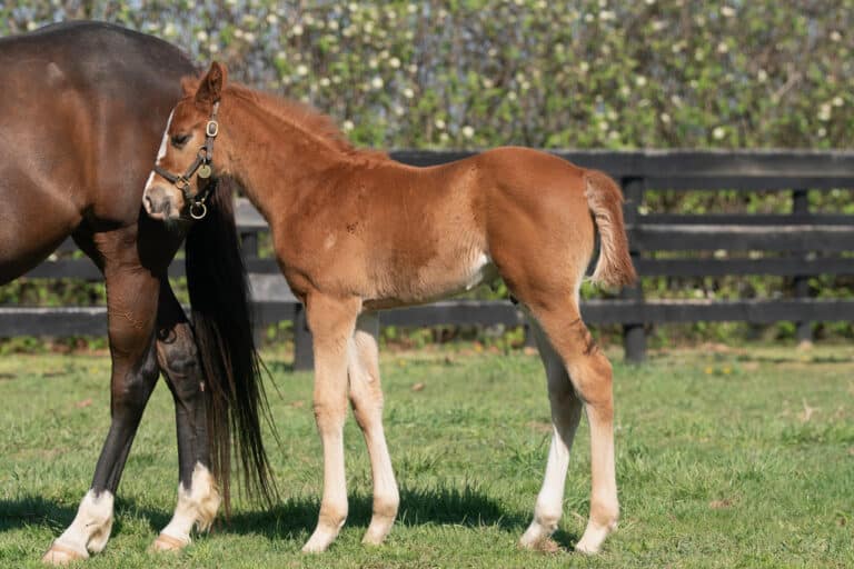 Colt o/o Grand View | Mathea Kelley Photo