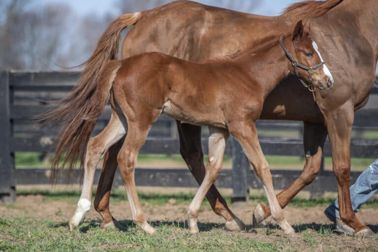 Filly o/o Lace | Kendall Wucker Photo