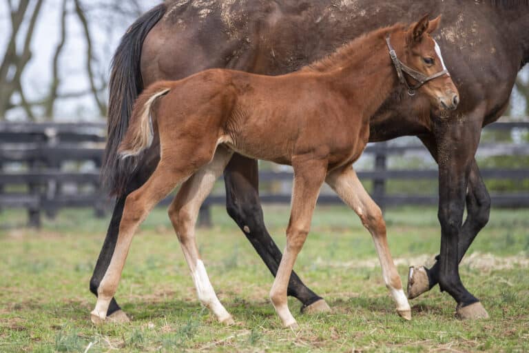 Filly o/o Ninetypercentbrynn | Kendall Wucker Photo