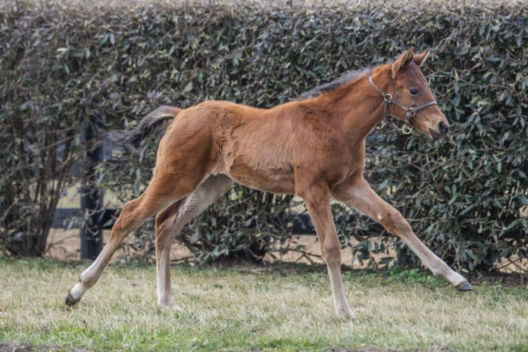 Filly o/o Electric at 30 days old | Kendall Wucker Photo