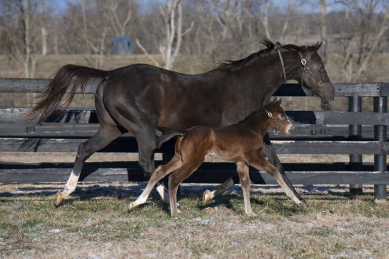 Colt o/o Four Grands | Pictured at less than 10 days old | Taylor Made/Kelcey Loges Photo
