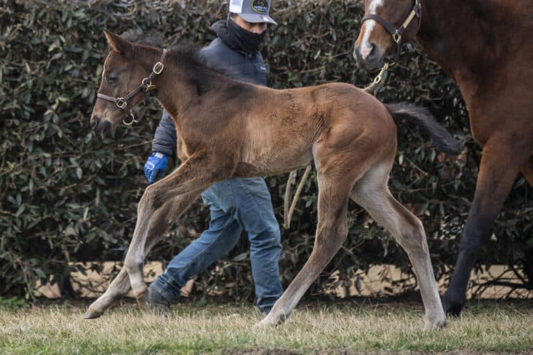 Colt o/o Isn't She Lovely at 22 days old | Kendall Wucker Photo