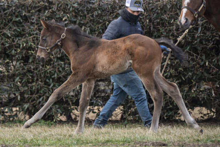 Colt o/o Isn't She Lovely at 22 days old | Kendall Wucker Photo