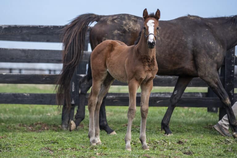 Filly o/o Saint J J | Kendall Wucker Photo