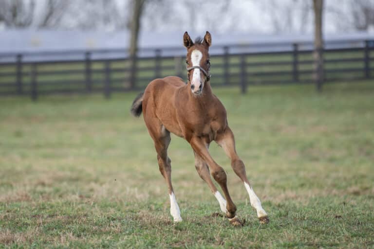 Filly o/o L J's Emma | Kendall Wucker Photo
