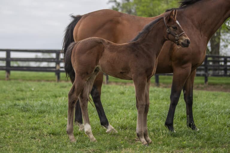 Colt o/o Mischiefful | Kendall Wucker Photo