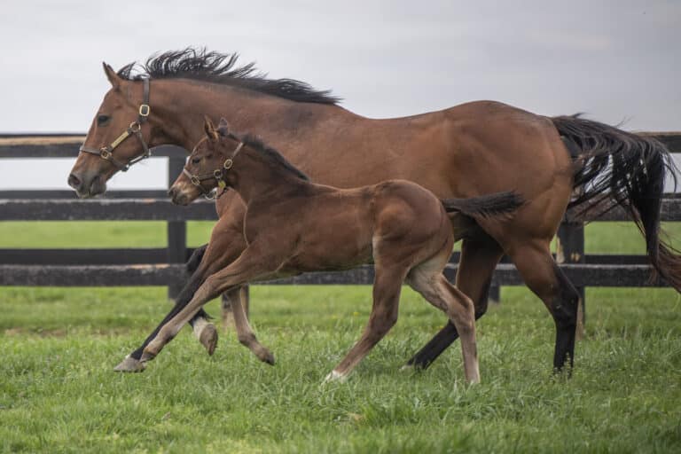 Colt o/o Mischiefful | Kendall Wucker Photo