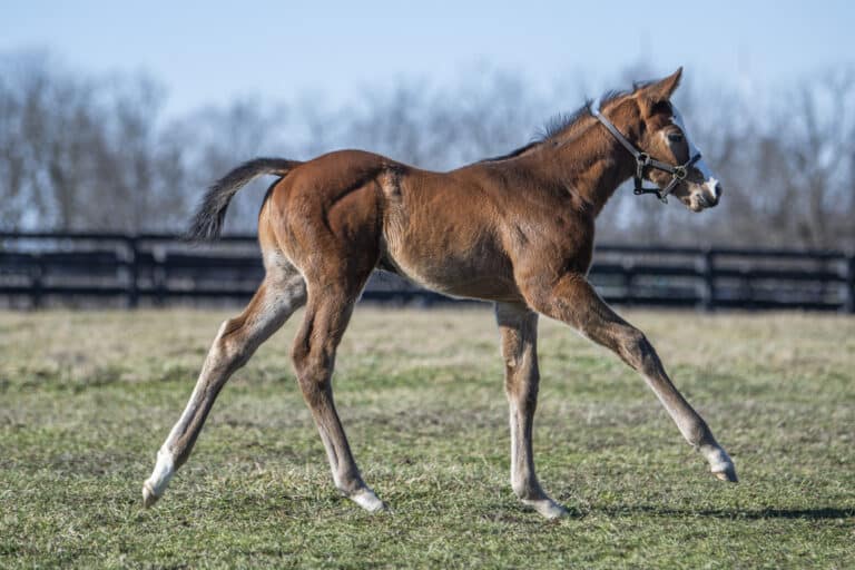 Colt o/o Missy P at 13 days old | Kendall Wucker Photo