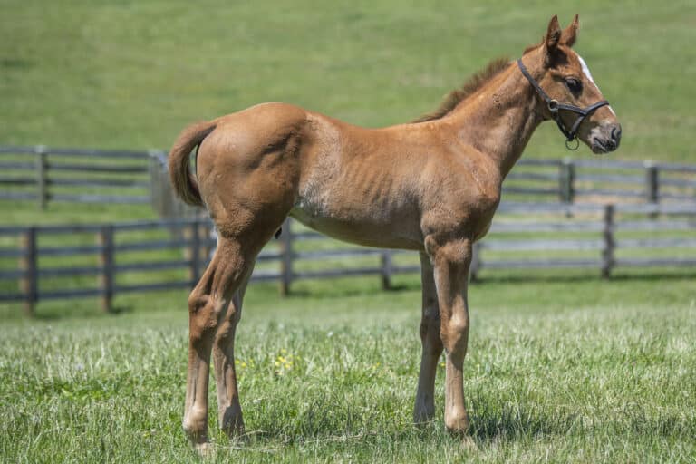 Colt o/o Mamie Van D | Kendall Wucker Photo