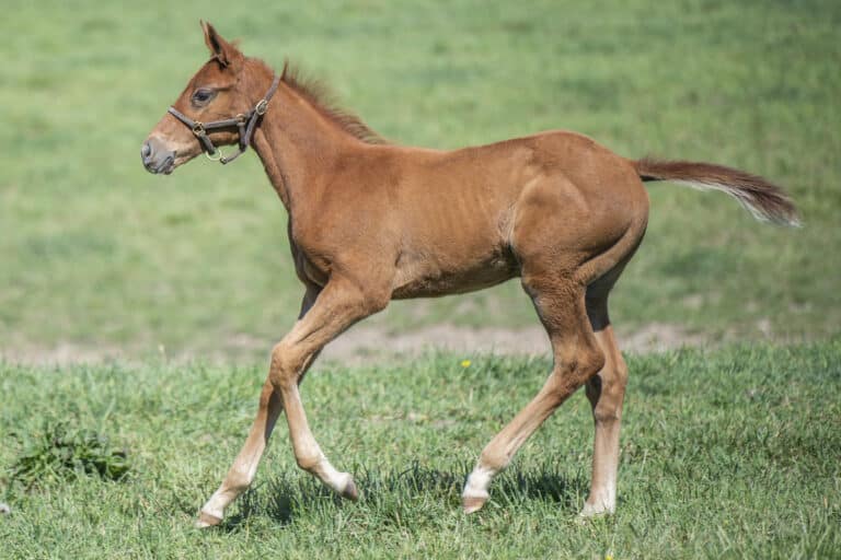 Colt o/o Bossy Moment | Kendall Wucker Photo