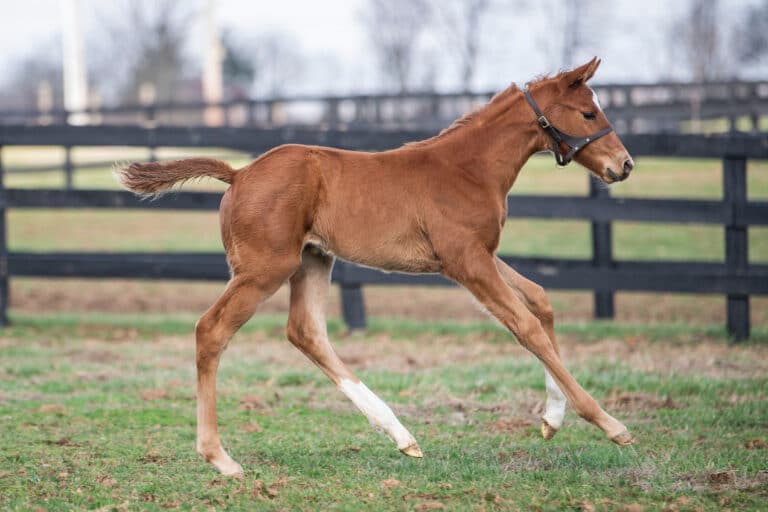 Filly o/o Green Eyed Cat at 16 days old | Kendall Wucker Photo
