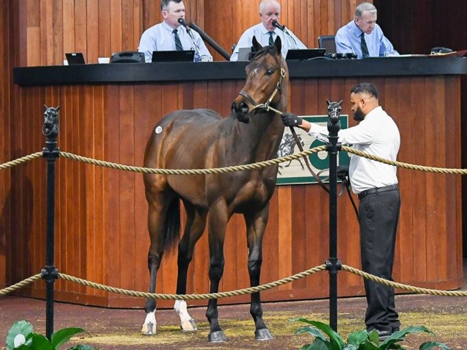 Yaupon's $875,000 colt, hip 798, at the 2025 OBS March 2yo sale - Judit Seipert photo