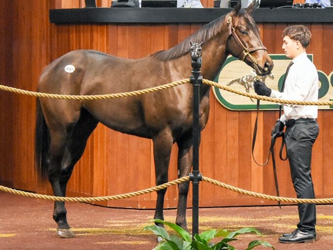 Bolt d'Oro's hip No. 405 at the 2025 OBS March 2yo sale - Judit Seipert photo