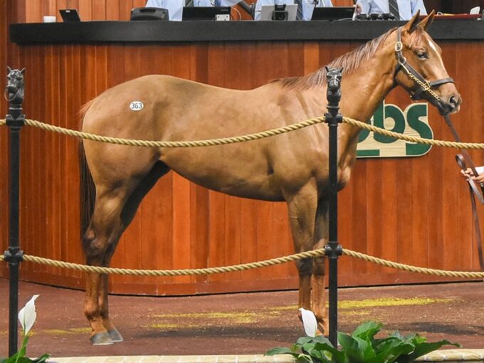 Mitole's hip No. 363 sold for $380,000 at the 2025 OBS Spring 2yo sale - Judit Seipert