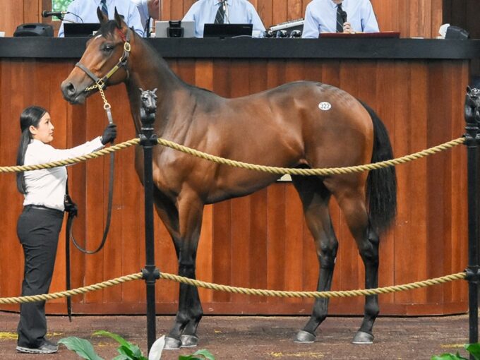 Omaha Beach's $700,000 colt, hip 322, at the 2025 OBS Spring 2yo sale - Judit Seipert