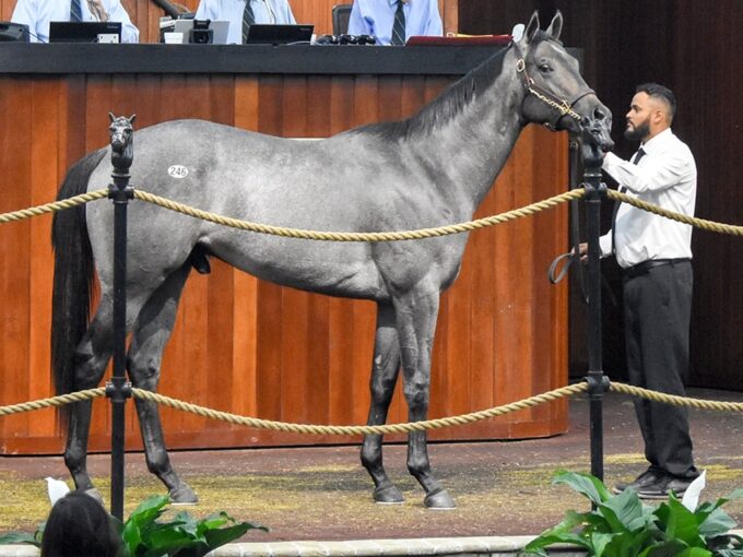 Vekoma's $600,000 colt, hip No. 246 at the 2025 OBS April 2YO sale - Judit Seipert