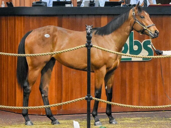 Yaupon's hip No. 585 brings $1.3 million at the 2025 OBS Spring 2yo sale - Judit Seipert