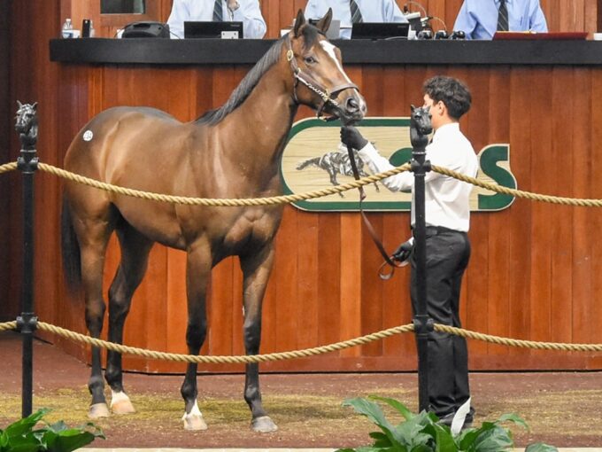 Authentic's $500,000 colt, hip No. 234, at the 2025 OBS April 2YO sale - Judit Seipert