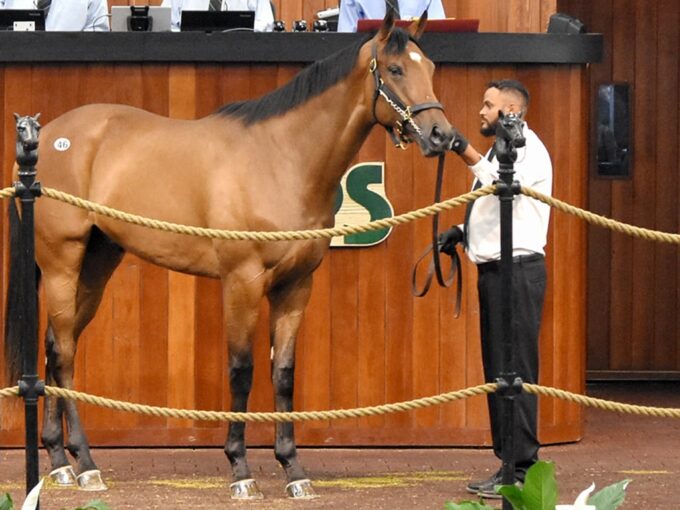 By My Standards' $170,000 colt, hip No. 46 at the 2025 OBS April 2YO sale - Judit Seipert