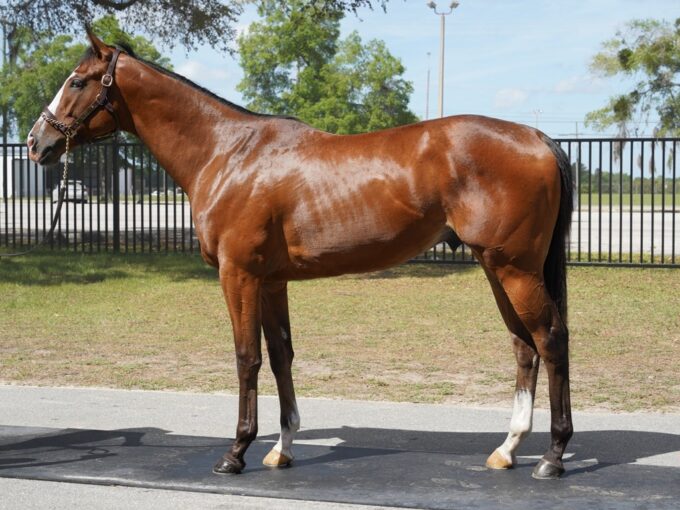 Into Mischief's $1.4 million colt, hip 416, at the OBS April 2yo sale - OBS photo